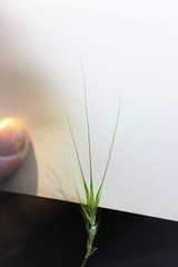 Hordeum murinum murinum