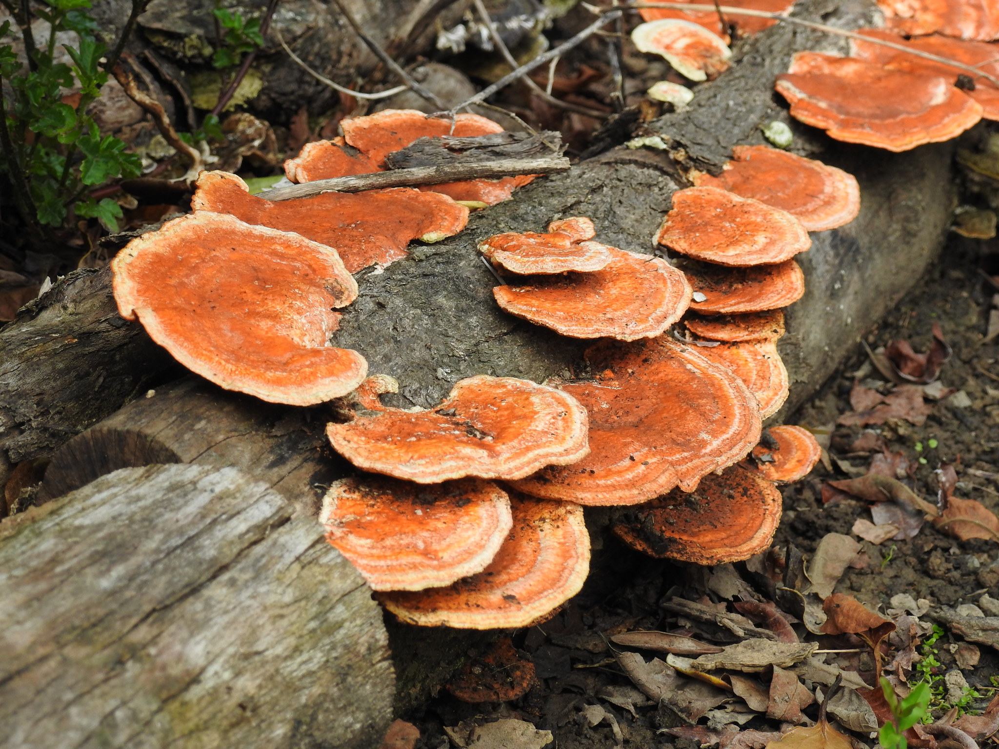 Pycnoporus coccineus image