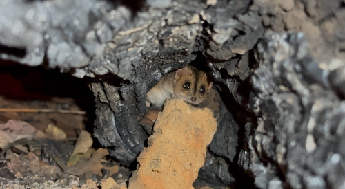 Western Red-cheeked Dunnart (Sminthopsis nitela) — Data Deficient Mammalia