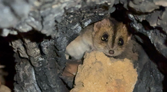 Western Red-Cheeked Dunnart photo 2