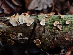 Chaetocalathus cocciformis