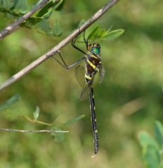 Macromia pacifica × taeniolata