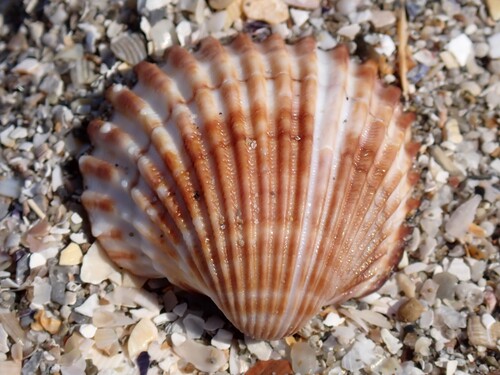 Rough Cockle