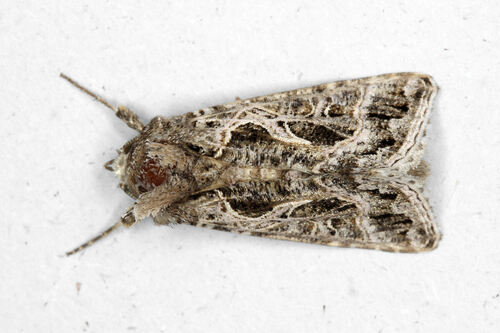 Thysanoplusia daubei