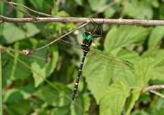 Macromia pacifica × taeniolata