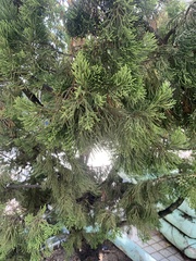 Juniperus chinensis