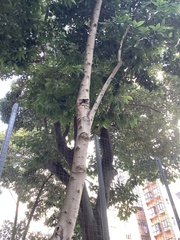 Ficus microcarpa