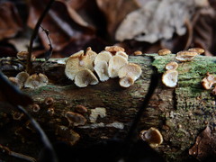 Chaetocalathus cocciformis