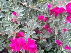 Bougainvillea glabra