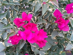 Bougainvillea glabra