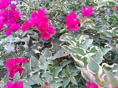 Bougainvillea glabra