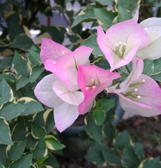 Bougainvillea glabra