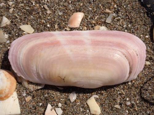 Solecurtus strigilatus (Linnaeus, 1758)