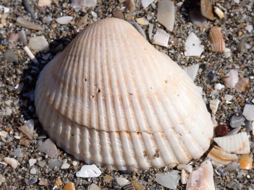 Kagoshima Blood Cockle