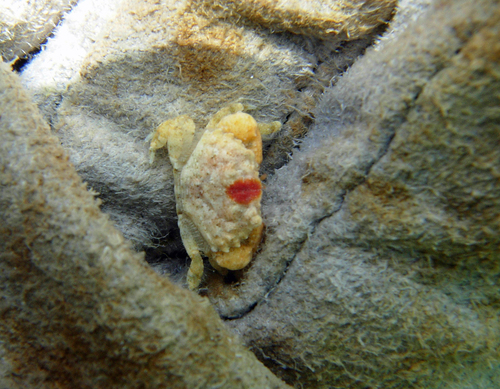 Etisus demani observed 2007-12-16