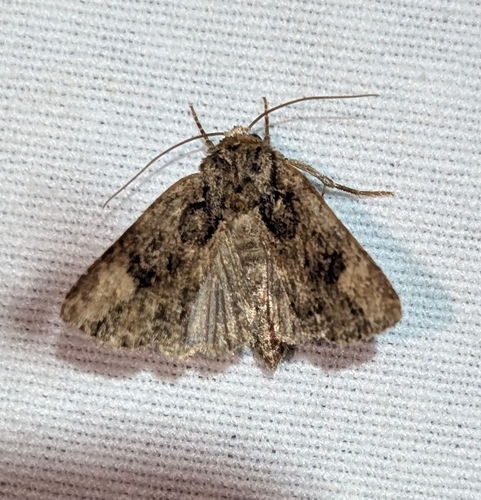 Rusty Shoulder Knot Moth photo 5