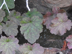 Heuchera maxima