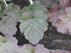 Heuchera maxima
