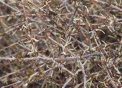 Coprosma brunnea