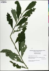 author not stated, no rights reserved Solidago buckleyi, photograph author not stated, no rights reserved