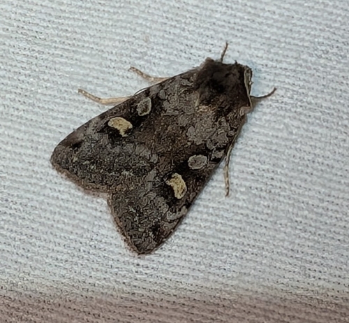 Adelphagrotis stellaris photo 2