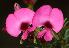 Gompholobium shuttleworthii