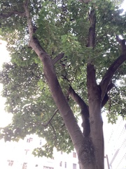 Aleurites moluccanus