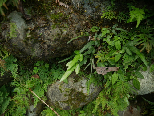 Pteris ryukyuensis observed 2025-08-22