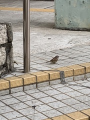 Passer montanus