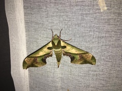 Adhemarius dariensis