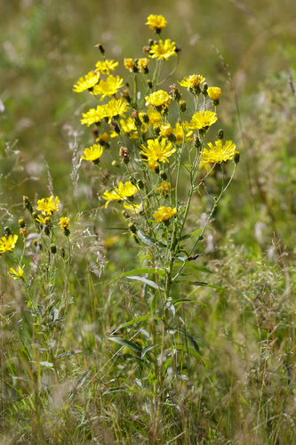 Hieracium umbellatum