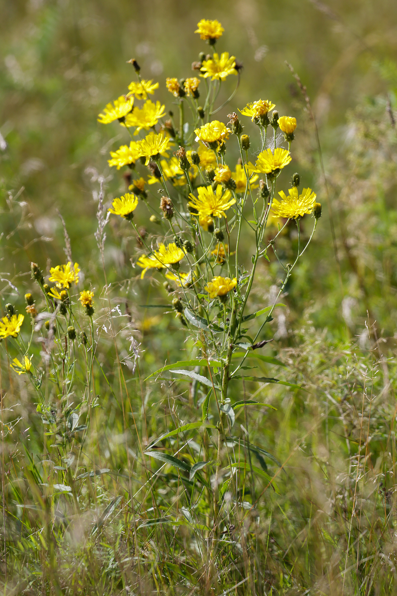 Hieracium umbellatum
