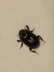 Onthophagini