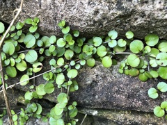 Epilobium nummulariifolium