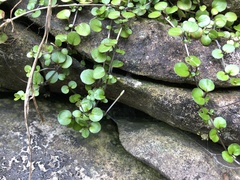 Epilobium nummulariifolium