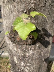 Magnoliopsida
