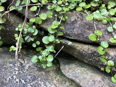 Epilobium nummulariifolium