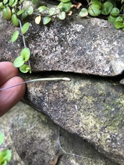 Epilobium nummulariifolium