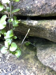 Epilobium nummulariifolium