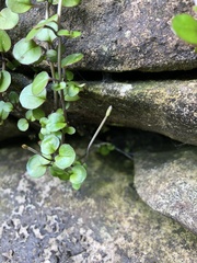 Epilobium nummulariifolium