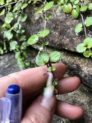 Epilobium nummulariifolium