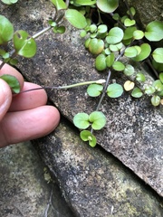 Epilobium nummulariifolium