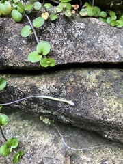 Epilobium nummulariifolium