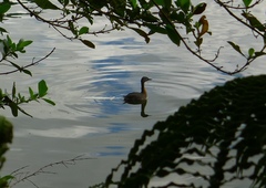 Poliocephalus rufopectus