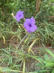 Ruellia simplex