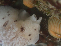 Alloiodoris lanuginata
