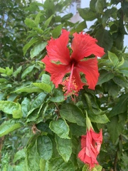 Hibiscus rosa-sinensis