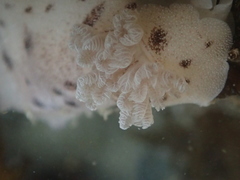 Alloiodoris lanuginata