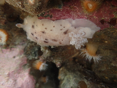 Alloiodoris lanuginata