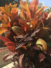 Codiaeum variegatum